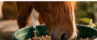 Horse enjoying its daily feed