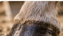 Close-up of a horse's hoof