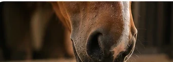 Close-up of a horse during a weight assessment